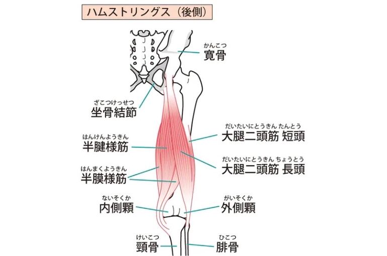 ハムストリングス　大腿二頭筋