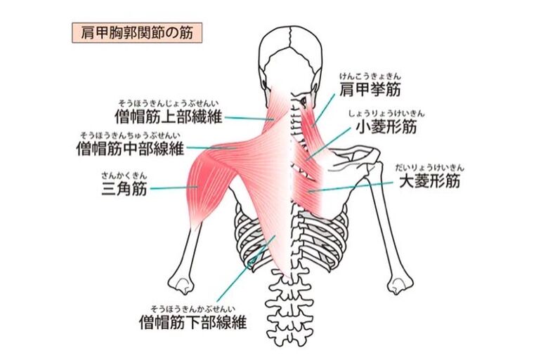 僧帽筋　肩こり