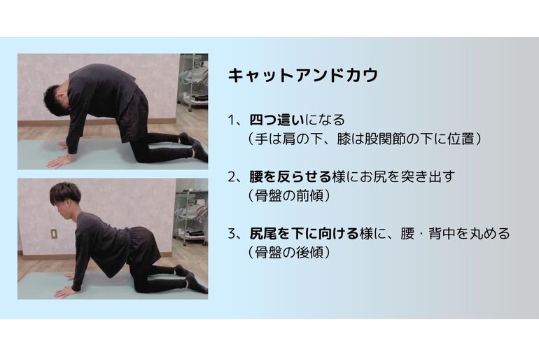 キャットex